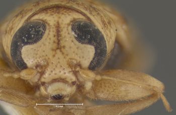Media type: image;   Entomology 24964 Aspect: head frontal view